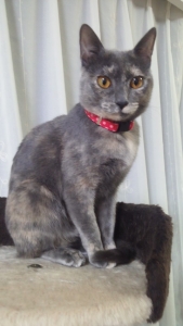 タルトちゃん