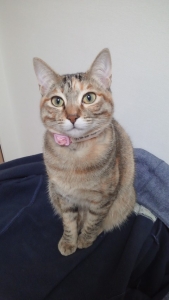 ワッフルちゃん