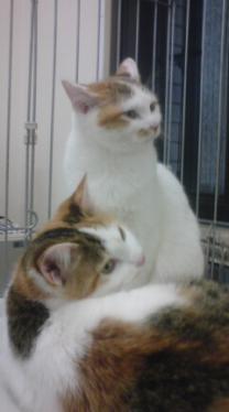 ミケ美猫姉妹