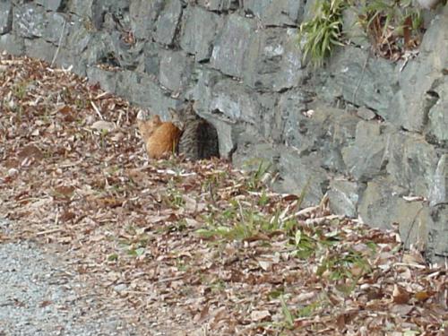 子猫の兄弟