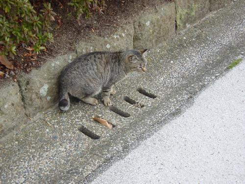 きじちゃん