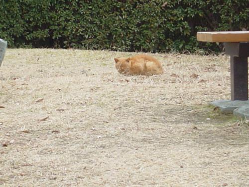 ちゃとらちゃん
