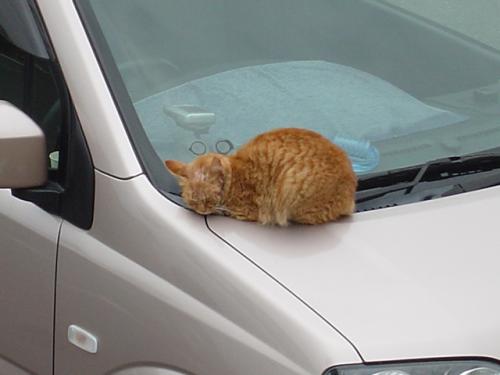 ちゃとらちゃんと私の車