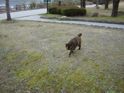さびちゃん