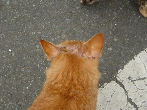 皮膚病のちゃとらちゃん