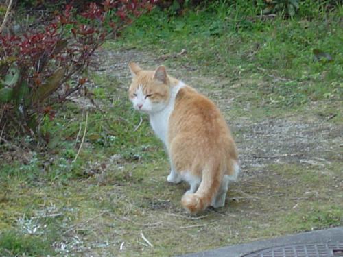 さわちゃんのお母さん(?)