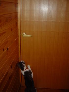 さわちゃんの部屋の戸を開けるてんてん