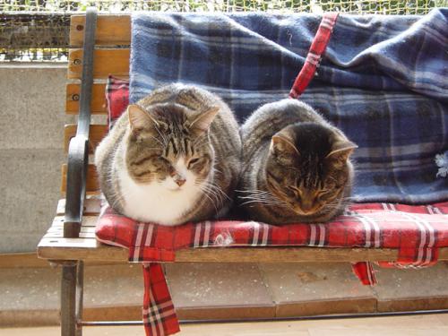 香箱座り まるちゃんとたまお君