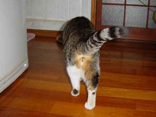 Qちゃんバックスタイル