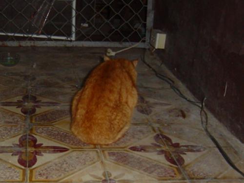 猫カフェ ベランダ