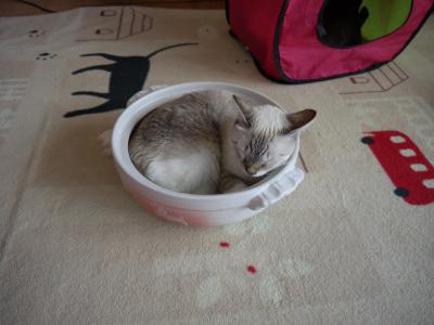 猫鍋