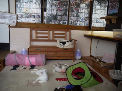 猫たち