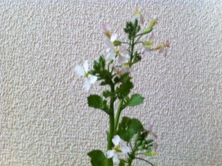 開花
