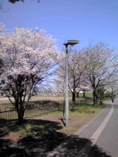 工業高校グラウンド横桜120401