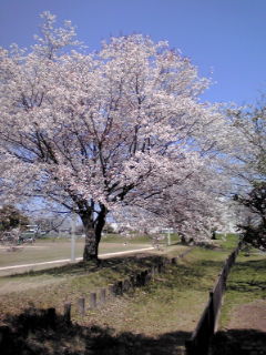 グラウンド満開桜120401
