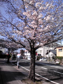 公立大学玄関前桜120401