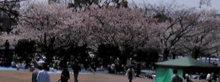 桜お花見の人々120408