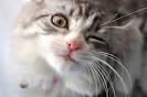 imageCATB1U7J.jpg
