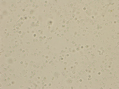 P2020007.jpg