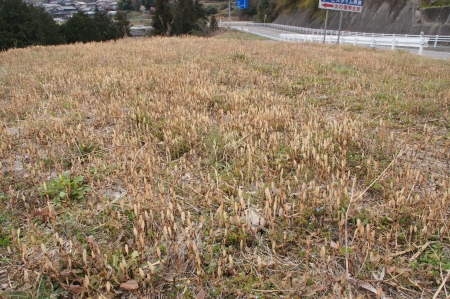 0401_tsukushi2.jpg