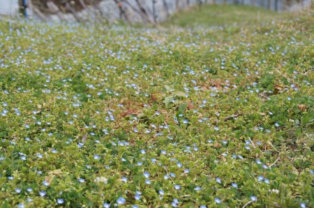 0401_tsukushi3.jpg
