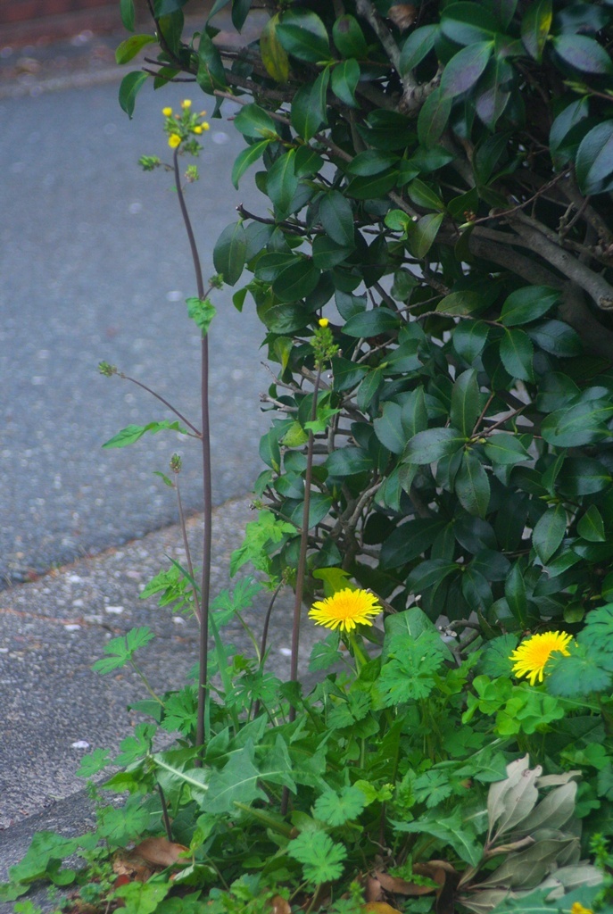 DSC_0082.jpg