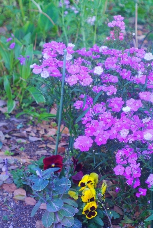 DSC_0110.jpg