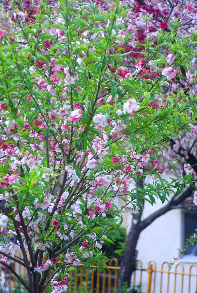 DSC_0114.jpg