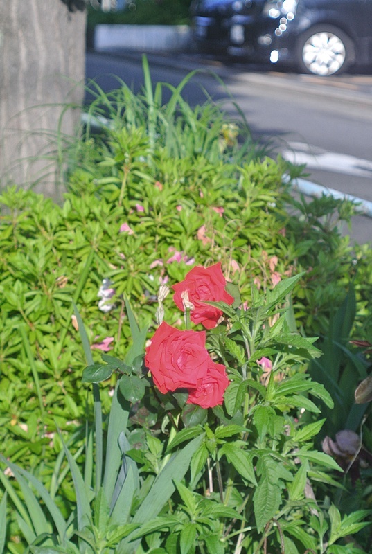 DSC_0119.jpg