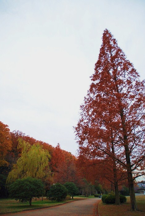 DSC_0264.jpg