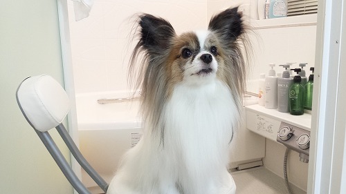 家シャン⑧