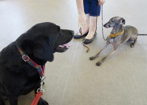 犬の学校