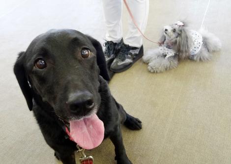 犬の学校