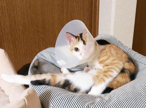 あられ