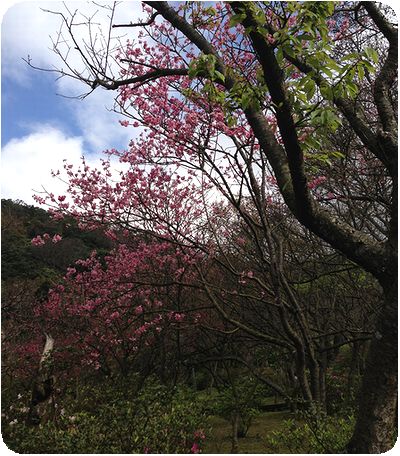 陽明山台湾の桜