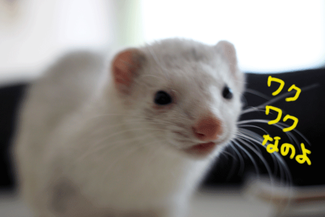 140923f.gif