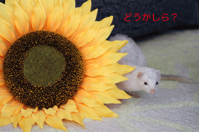 140925f.gif