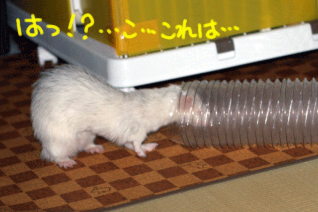 141001e.gif