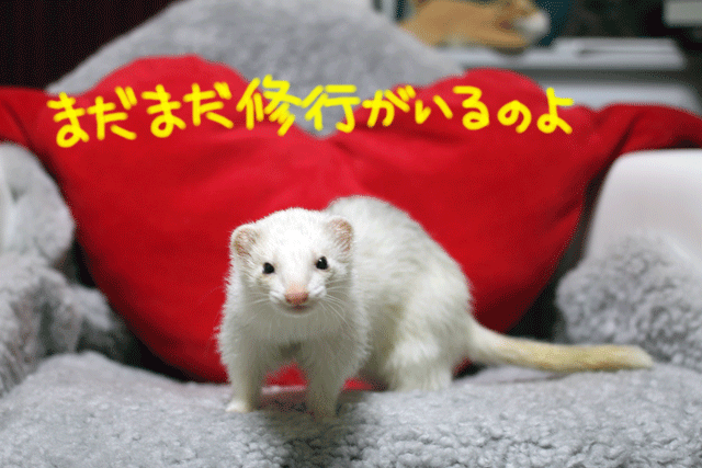 141003d.gif
