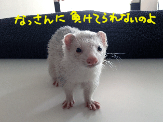 141006a.gif