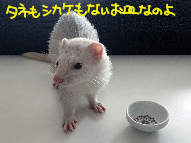 141006b.gif