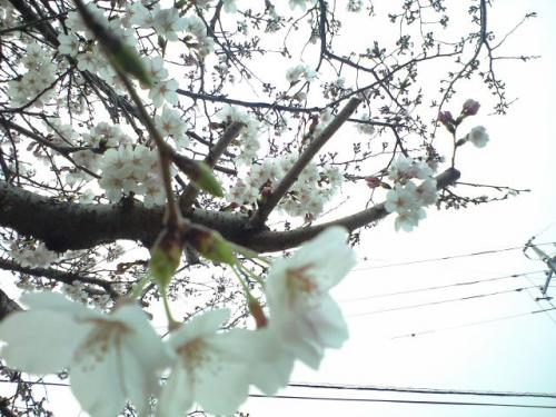 近所の桜(五分咲き?)