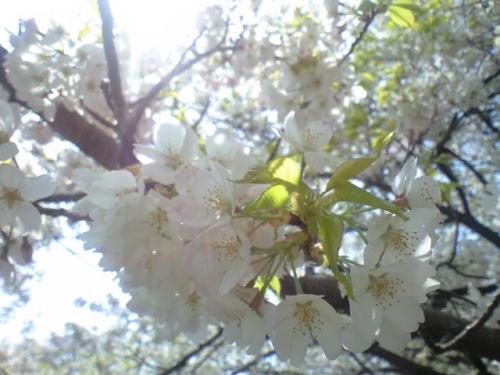 近所の桜の開花模様(4/11撮影)