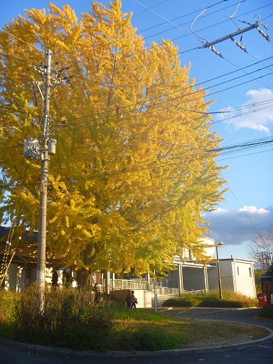 JR奈良線 新田駅の大銀杏 (4)