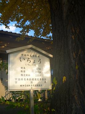 JR奈良線 新田駅の大銀杏 (5)