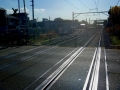 JR奈良線 新田駅の大銀杏 (14)