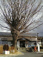 JR奈良線 新田駅の大銀杏 (19)