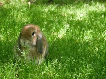 ウサギ　明石公園