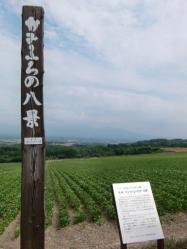 2011年富良野・美瑛弾丸ツアー