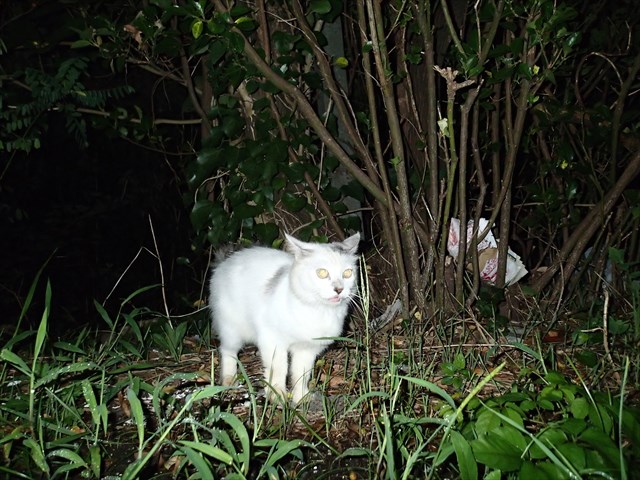 P9120226_R.jpg